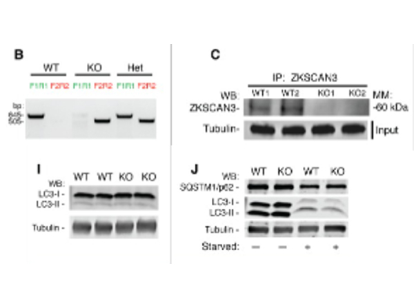 Western Blot using Fluorescent TrueBlot®: Anti-Rabbit IgG DyLight™ 800